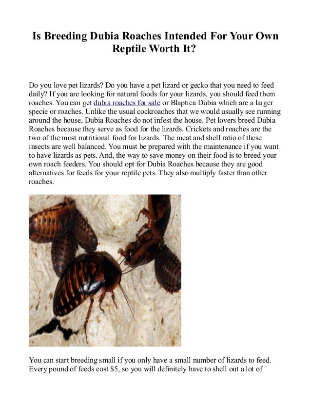 dubia roaches breeding slideshare