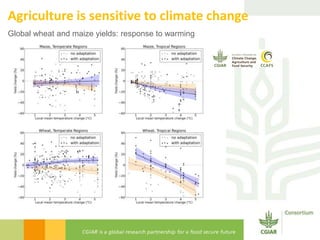 Transforming Agri-food Systems to Achieve Healthy Diets for All