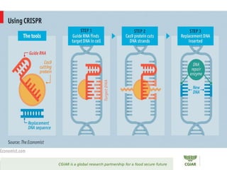 Transforming Agri-food Systems to Achieve Healthy Diets for All