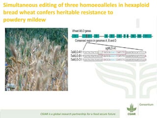 Transforming Agri-food Systems to Achieve Healthy Diets for All