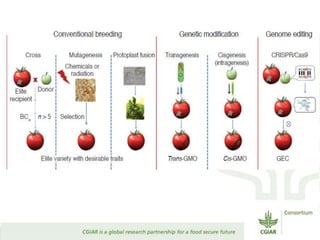 Transforming Agri-food Systems to Achieve Healthy Diets for All