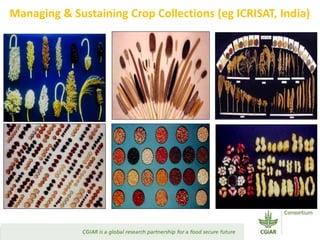 Transforming Agri-food Systems to Achieve Healthy Diets for All