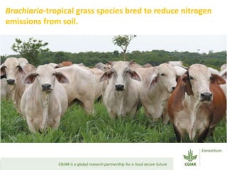 Transforming Agri-food Systems to Achieve Healthy Diets for All