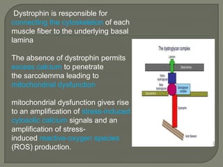 Dystrophin is responsible for
connecting the cytoskeleton of each
muscle fiber to the underlying basal
lamina

The absence of dystrophin permits
excess calcium to penetrate
the sarcolemma leading to
mitochondrial dysfunction
mitochondrial dysfunction gives rise
to an amplification of stress-induced
cytosolic calcium signals and an
amplification of stressinduced reactive-oxygen species
(ROS) production.

 