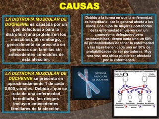 LA DISTROFIA MUSCULAR DE
DUCHENNE es causada por un
gen defectuoso para la
distrofina (una proteína en los
músculos). Sin embargo,
generalmente se presenta en
personas con familias sin
antecedentes conocidos de
esta afección.
CAUSAS
Debido a la forma en que la enfermedad
es hereditaria, por lo general afecta a los
niños. Los hijos de mujeres portadoras
de la enfermedad (mujeres con un
cromosoma defectuoso pero
asintomáticas) tienen cada uno un 50%
de probabilidades de tener la enfermedad
y las hijas tienen cada una un 50% de
probabilidades de ser portadoras. Muy
rara vez, una chica puede ser afectada
por la enfermedad.
LA DISTROFIA MUSCULAR DE
DUCHENNE se presenta en
aproximadamente 1 de cada
3,600 varones. Debido a que se
trata de una enfermedad
hereditaria, los riesgos
incluyen antecedentes
familiares de la afección.
 