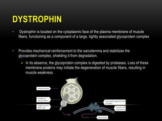 DYSTROPHIN
• Dystrophin is located on the cytoplasmic face of the plasma membrane of muscle
fibers, functioning as a component of a large, tightly associated glycoprotein complex
• Provides mechanical reinforcement to the sarcolemma and stabilizes the
glycoprotein complex, shielding it from degradation.
 In its absence, the glycoprotein complex is digested by proteases. Loss of these
membrane proteins may initiate the degeneration of muscle fibers, resulting in
muscle weakness.
 