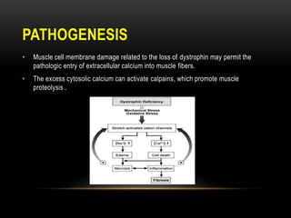PATHOGENESIS
• Muscle cell membrane damage related to the loss of dystrophin may permit the
pathologic entry of extracellular calcium into muscle fibers.
• The excess cytosolic calcium can activate calpains, which promote muscle
proteolysis .
 