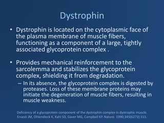 Dystrophin 
•Dystrophin is located on the cytoplasmic face of the plasma membrane of muscle fibers, functioning as a component of a large, tightly associated glycoprotein complex . 
•Provides mechanical reinforcement to the sarcolemma and stabilizes the glycoprotein complex, shielding it from degradation. 
–In its absence, the glycoprotein complex is digested by proteases. Loss of these membrane proteins may initiate the degeneration of muscle fibers, resulting in muscle weakness. 
Deficiency of a glycoprotein component of the dystrophin complex in dystrophic muscle. Ervasti JM, Ohlendieck K, Kahl SD, Gaver MG, Campbell KP. Nature. 1990;345(6273):315.  