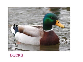 duck



DUCKS
 