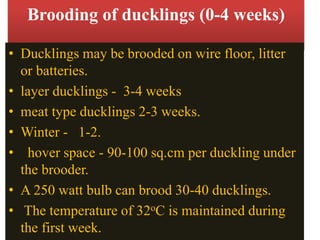 https://image.slidesharecdn.com/duck-190226061021/85/duck-farming-10-320.jpg?cb=1667348226