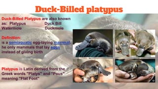Duck billed platypus | PPTX