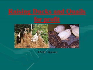 Raising Ducks and Quails
for profit
LMTC Kannur
 