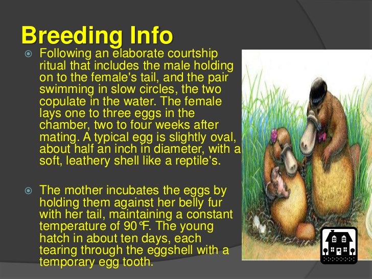 Duck billed platypus