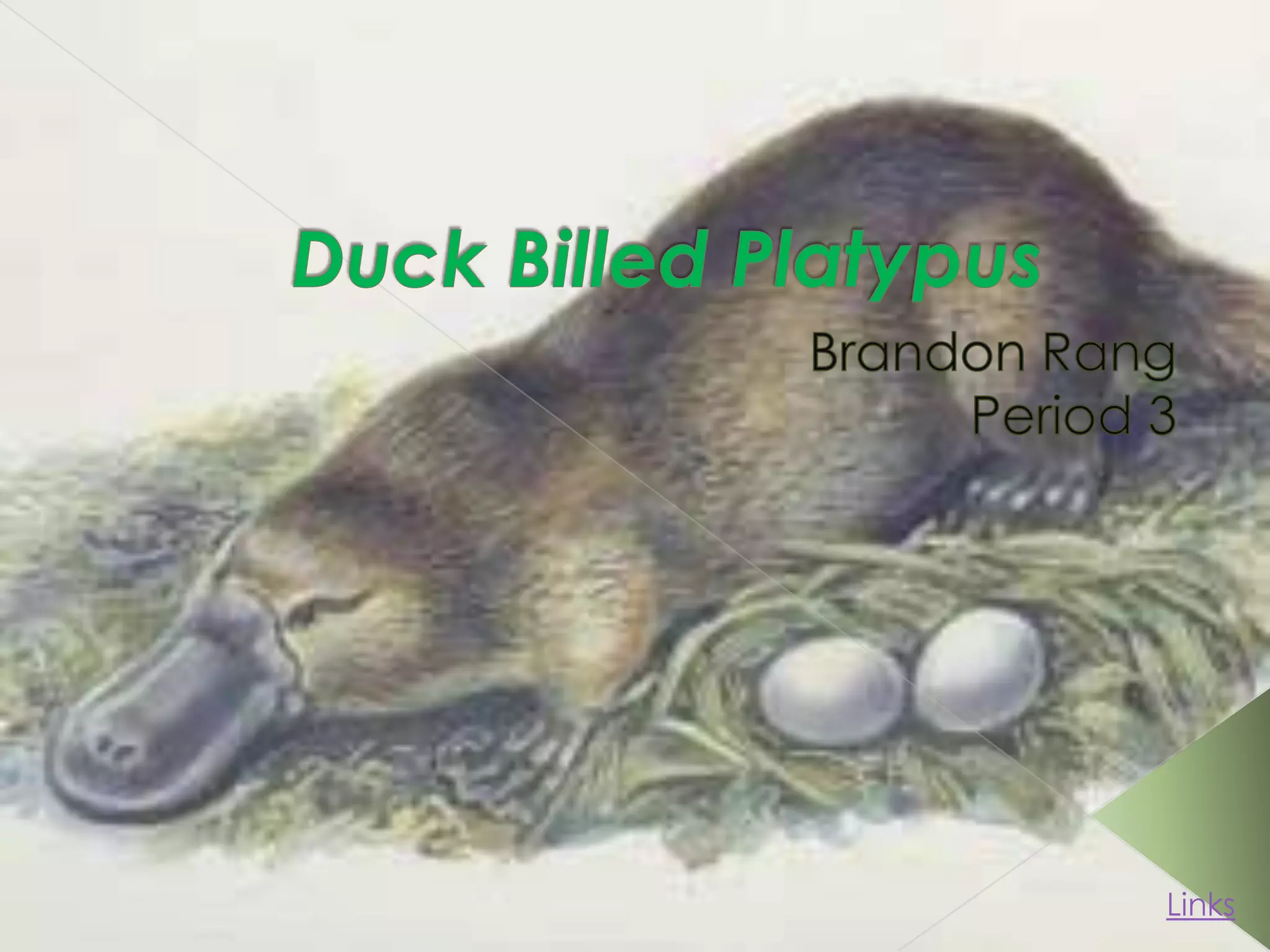Duck billed platypus | PPT