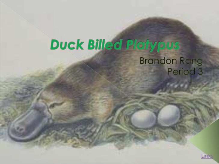 duck billed platypus species duck billed platypus species
