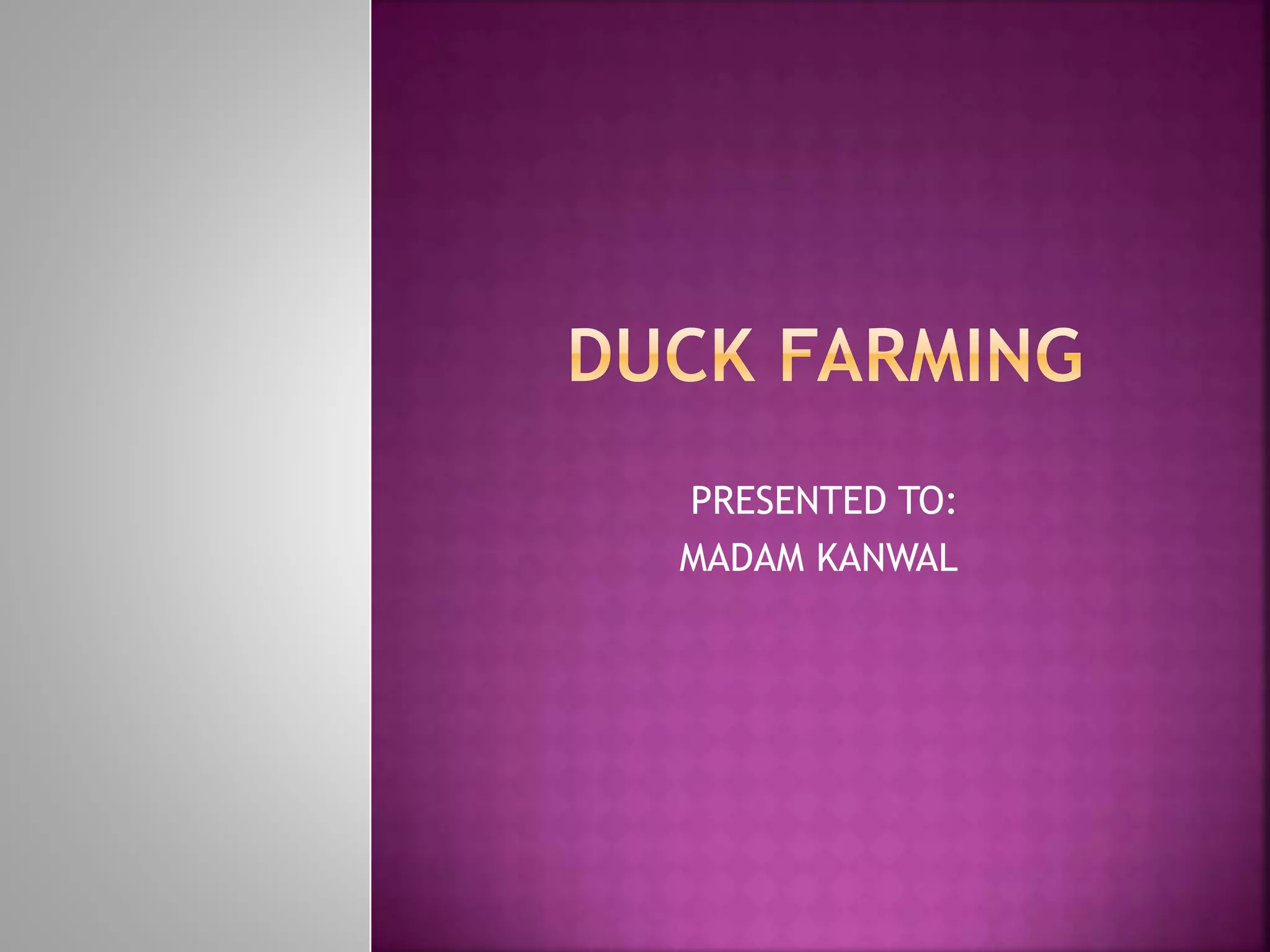 Duck farming | PDF | Birds | Pets