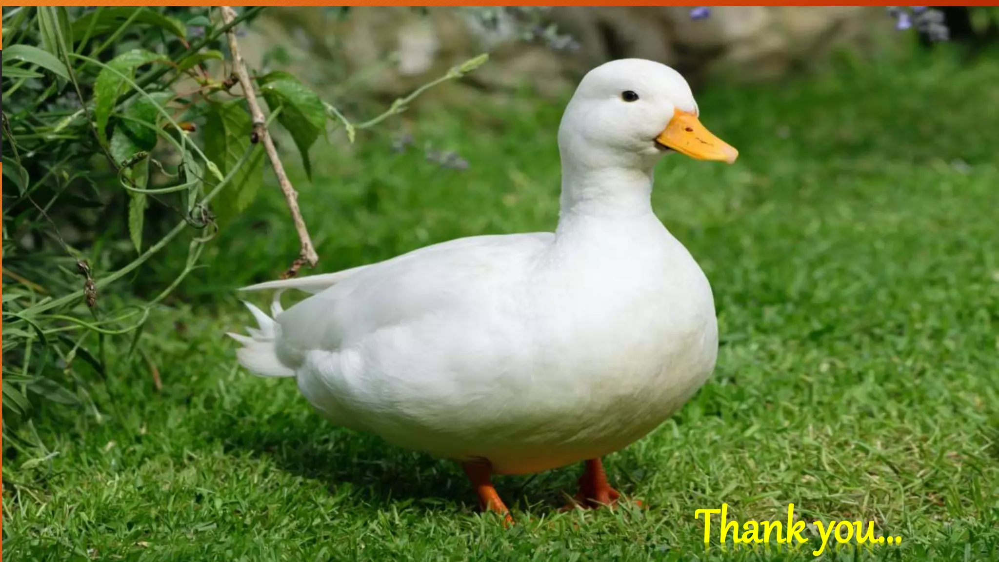 Duck Farming pptx duck-farming-pptx