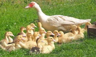 Famiy of duck