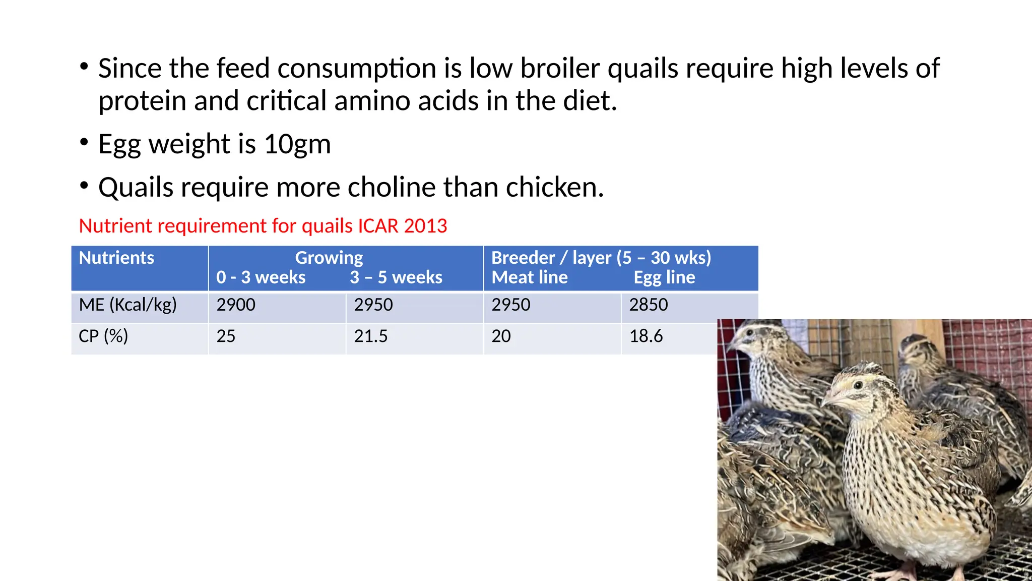 Curated visual reference: Duck Japanese Quail And Turkey Nutrition Photo Inspiration