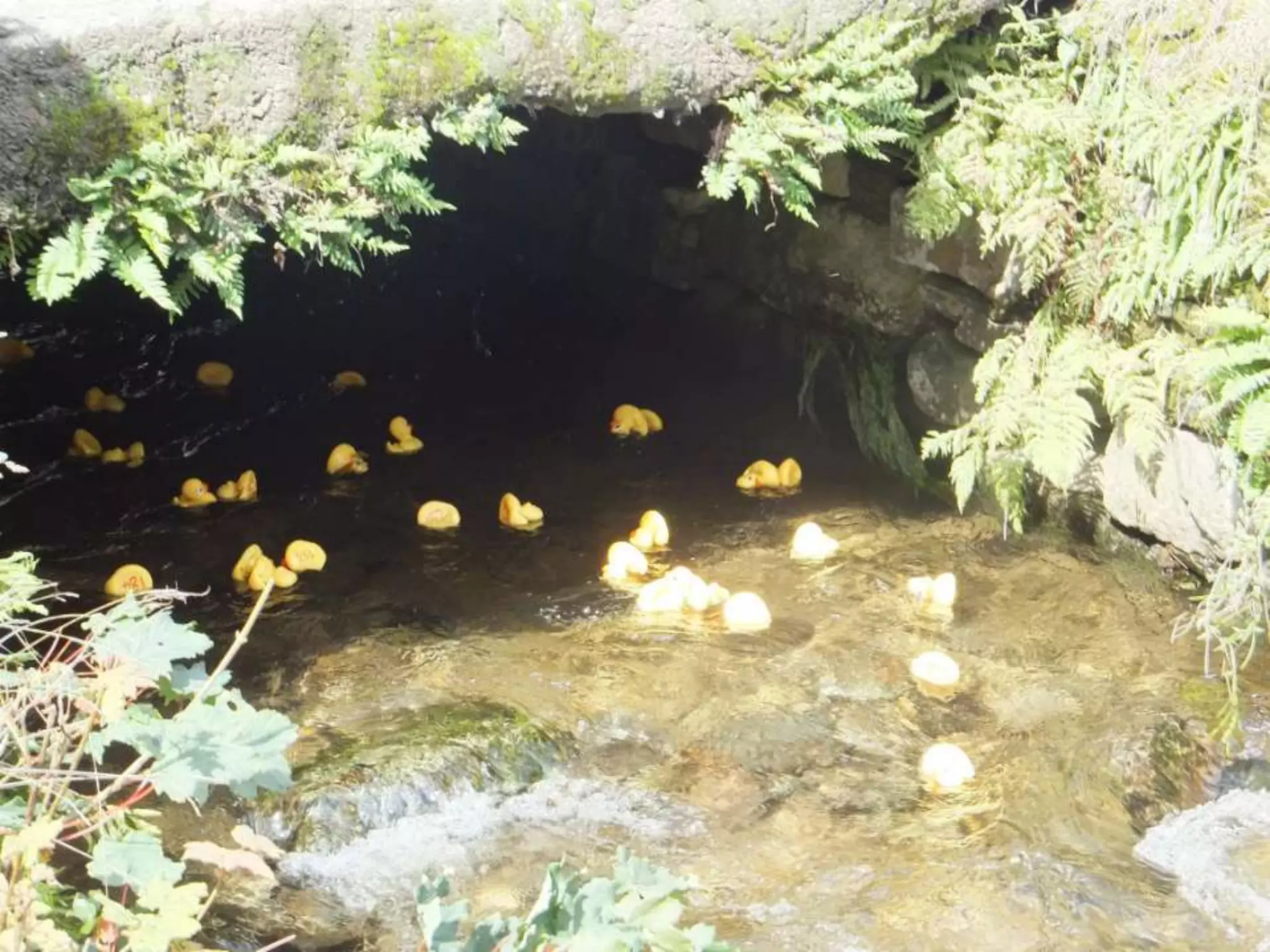 CSC - The Great Duck race