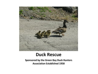 Duck Rescue ,[object Object]