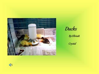 Ducks
By:Olivia&
Crystal
 