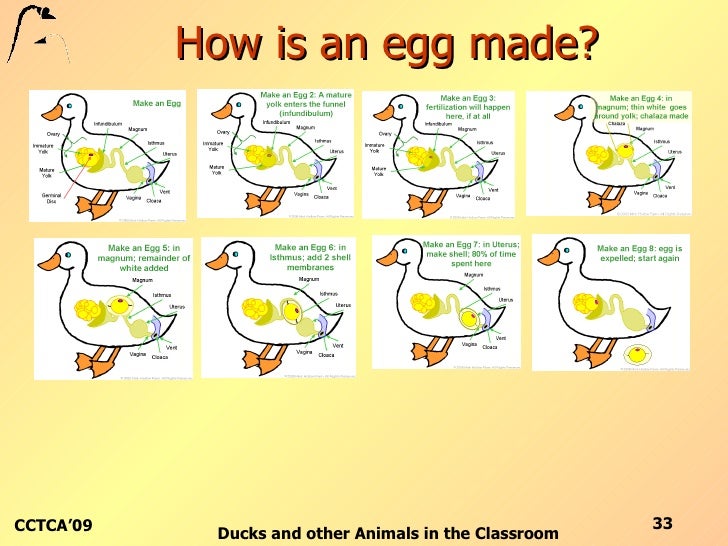 Duck Hatching in the Classroom