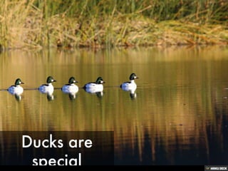 Ducks are special