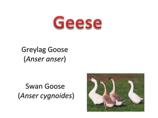 Greylag Goose ( Anser anser ) Swan Goose  ( Anser cygnoides ) 