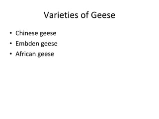 Varieties of Geese Chinese geese Embden geese African geese 