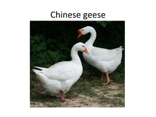 Chinese geese 