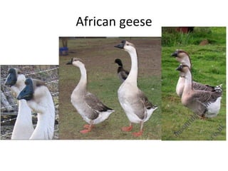African geese 