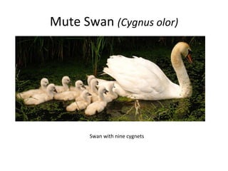 Mute Swan  (Cygnus olor) Swan with nine cygnets 