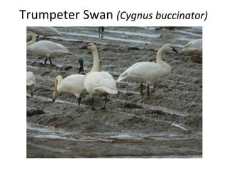 Trumpeter Swan  (Cygnus buccinator) 