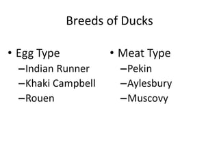 Breeds of Ducks 