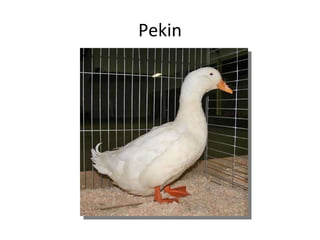 Pekin 