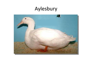 Aylesbury 