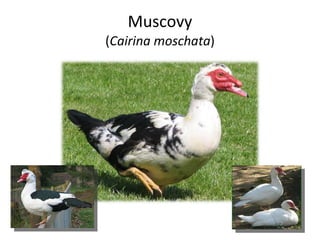 Muscovy ( Cairina moschata ) 
