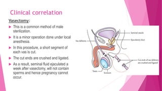 Clinical correlation
Vasectomy:
 This is a common method of male
sterilization.
 It is a minor operation done under local
anesthesia.
 In this procedure, a short segment of
each vas is cut.
 The cut ends are crushed and ligated.
 As a result, seminal fluid ejaculated a
week after vasectomy, will not contain
sperms and hence pregnancy cannot
occur.
 