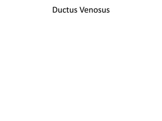 Ductus Venosus
 