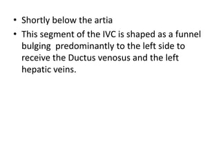 • Shortly below the artia
• This segment of the IVC is shaped as a funnel
bulging predominantly to the left side to
receive the Ductus venosus and the left
hepatic veins.
 