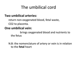 The umbilical cord
Two umbilical arteries:
return non-oxygenated blood, fetal waste,
CO2 to placenta.
One umbilical vein:
brings oxygenated blood and nutrients to
the fetus
N.B: the nomenclature of artery or vein is in relation
to the fetal heart
 