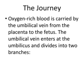 The Journey
• Oxygen-rich blood is carried by
the umbilical vein from the
placenta to the fetus. The
umbilical vein enters at the
umbilicus and divides into two
branches:
 