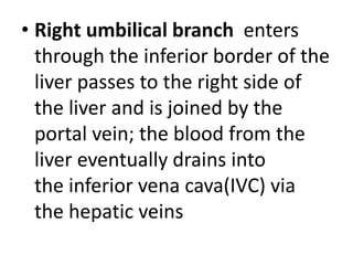 • Right umbilical branch enters
through the inferior border of the
liver passes to the right side of
the liver and is joined by the
portal vein; the blood from the
liver eventually drains into
the inferior vena cava(IVC) via
the hepatic veins
 
