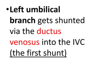 •Left umbilical
branch gets shunted
via the ductus
venosus into the IVC
(the first shunt)
 