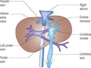 Ductus venosus | PPT