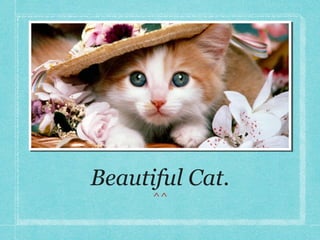 Beautiful Cat.
^^

 