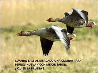 CUANDO SALE AL MERCADO UNA COMIDA PARA  PERROS NUEVA Y CON MEJOR SABOR.  ¿ QUIEN LA PRUEBA ? 