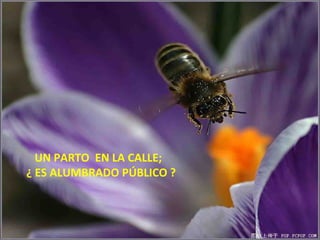 UN PARTO  EN LA CALLE; ¿ ES ALUMBRADO PÚBLICO ? 