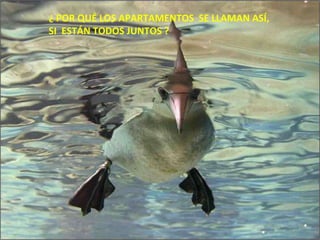 ¿ POR QUÉ LOS APARTAMENTOS  SE LLAMAN ASÍ,  SI  ESTÁN TODOS JUNTOS ? 